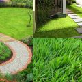 Jenis rumput taman rumah