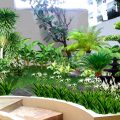 Tanaman Yang Cocok Untuk Rumah