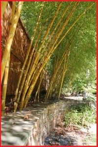 bambu-kuning