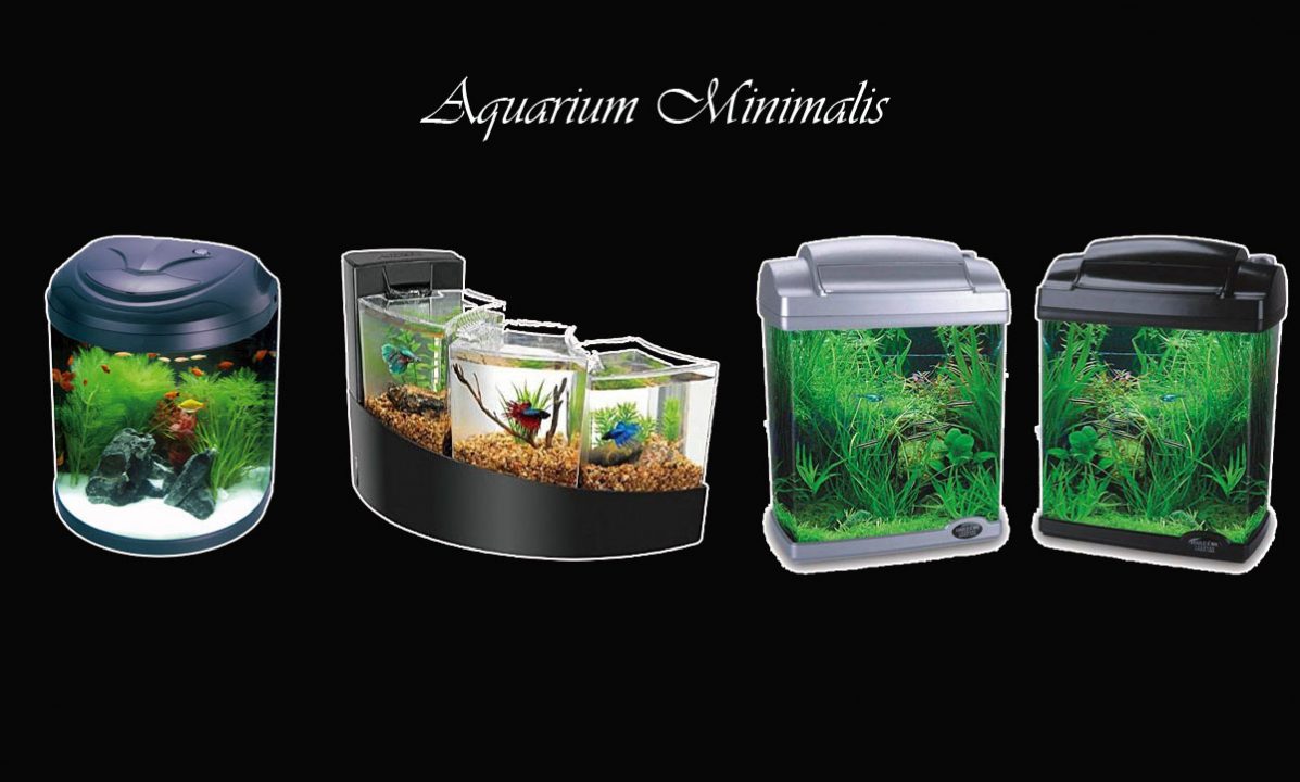 Aquarium Hias Untuk Rumah Minimalis  Creo House